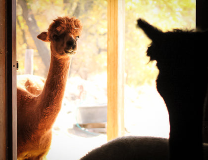 Doing Your Alpaca Research?